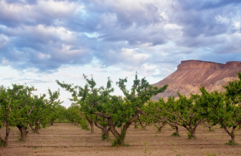 The Peach Groves of Palisade, Colorado